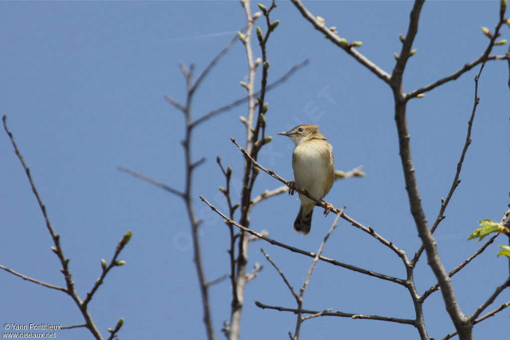 Zitting Cisticolaadult breeding