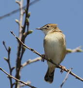 Zitting Cisticola