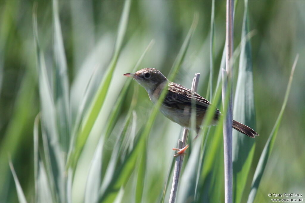 Zitting Cisticola