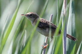 Zitting Cisticola