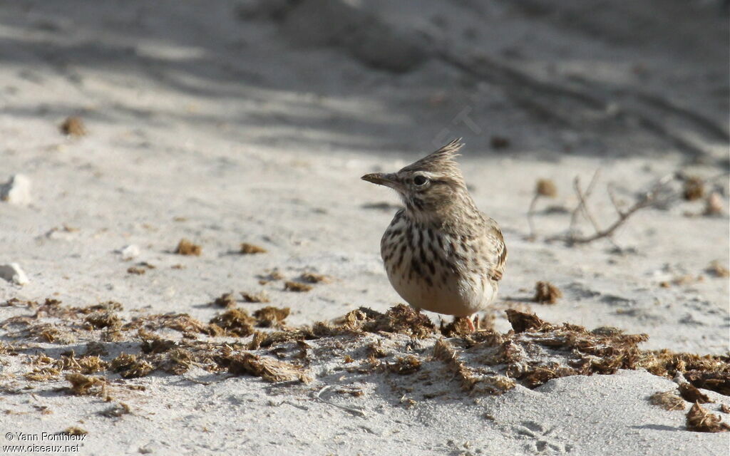 Cochevis huppé