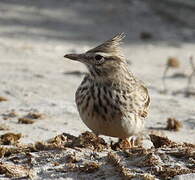 Crested Lark