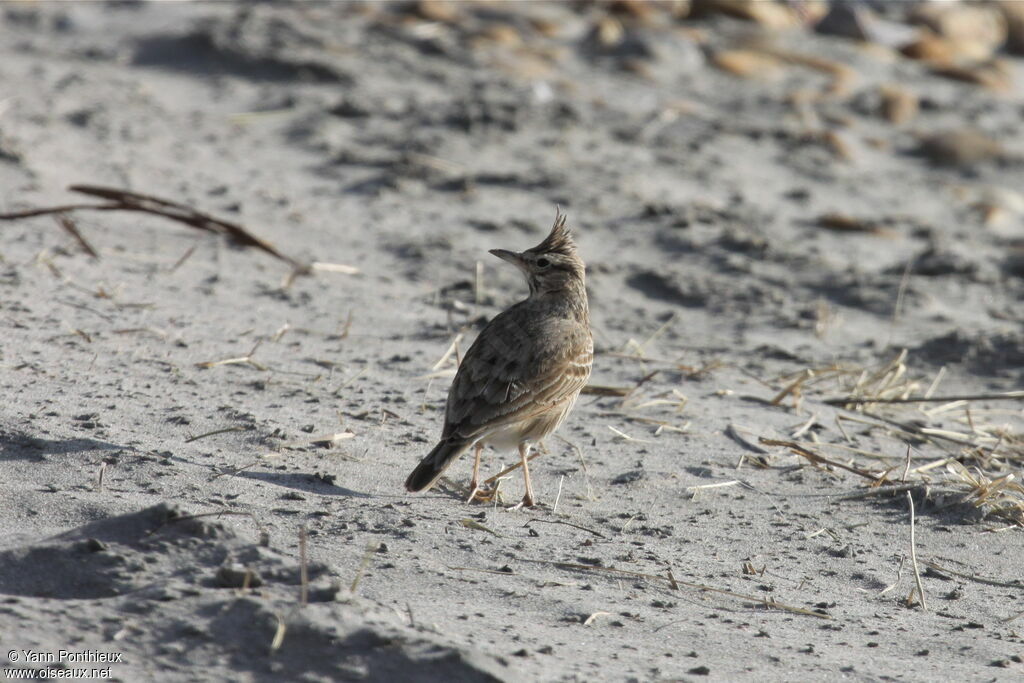 Crested Lark