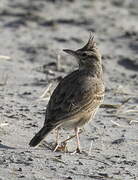 Crested Lark