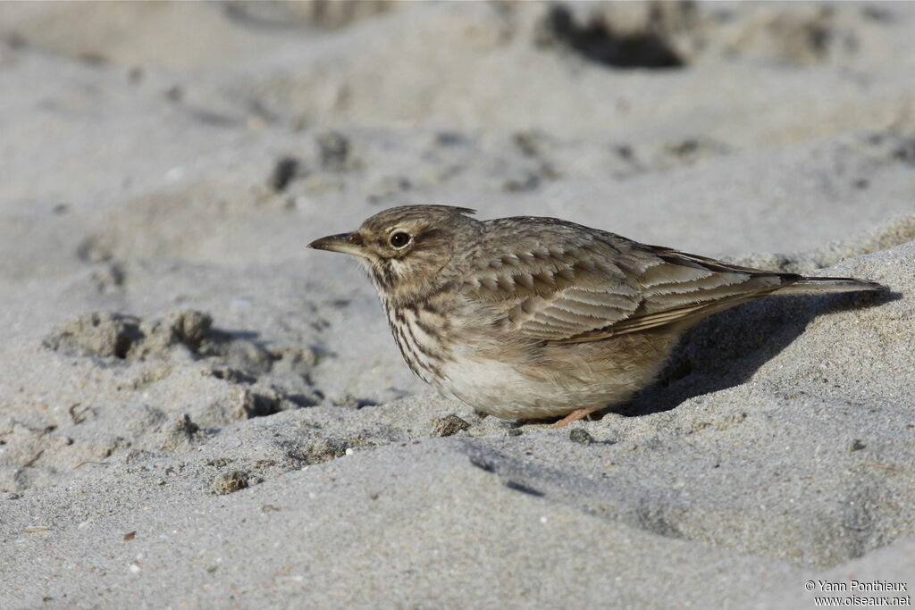 Crested Lark