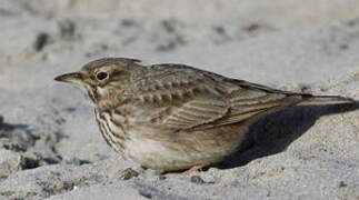 Crested Lark