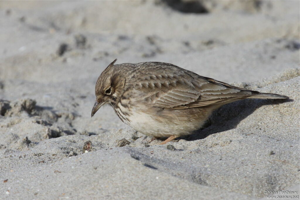 Crested Lark