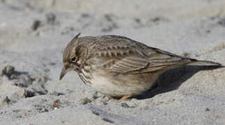 Crested Lark