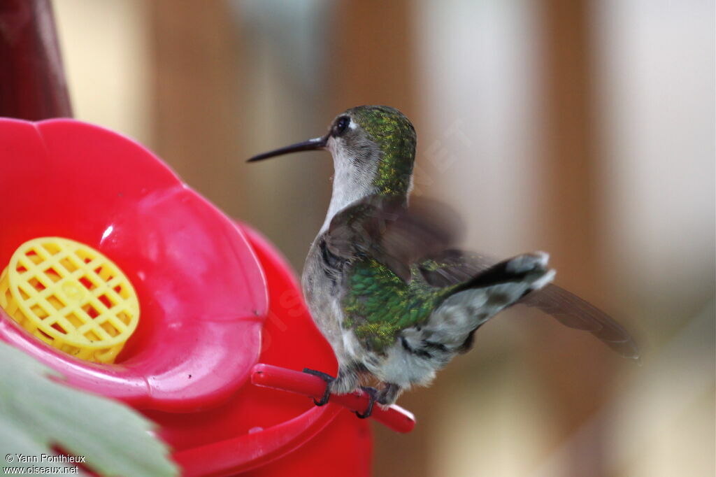 Colibri à gorge rubis