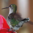 Colibri à gorge rubis