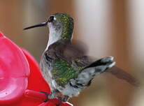 Colibri à gorge rubis