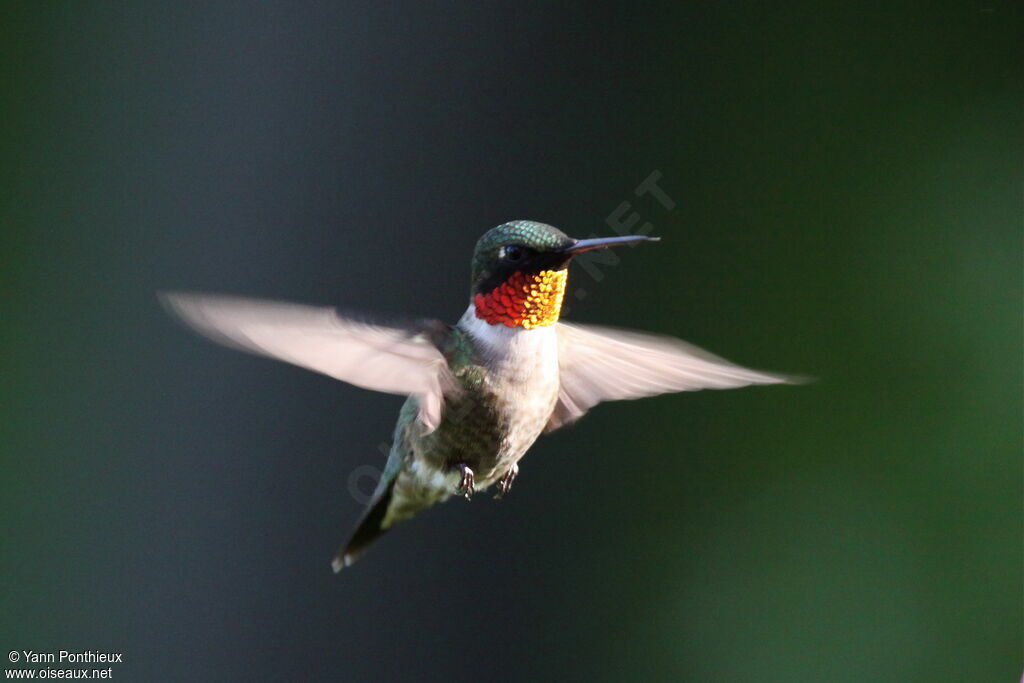 Colibri à gorge rubis mâle adulte nuptial, Vol