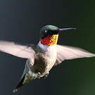 Colibri à gorge rubis