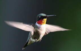 Ruby-throated Hummingbird