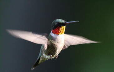 Colibri à gorge rubis