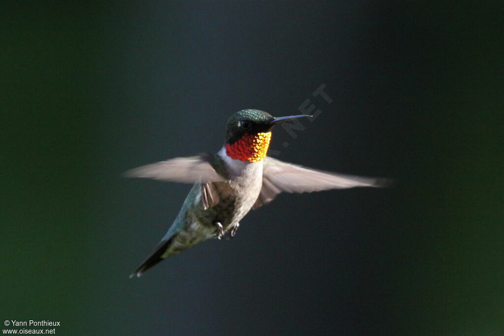 Ruby-throated Hummingbird male adult breeding, Flight