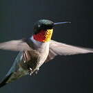 Colibri à gorge rubis