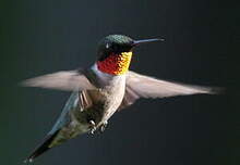 Colibri à gorge rubis