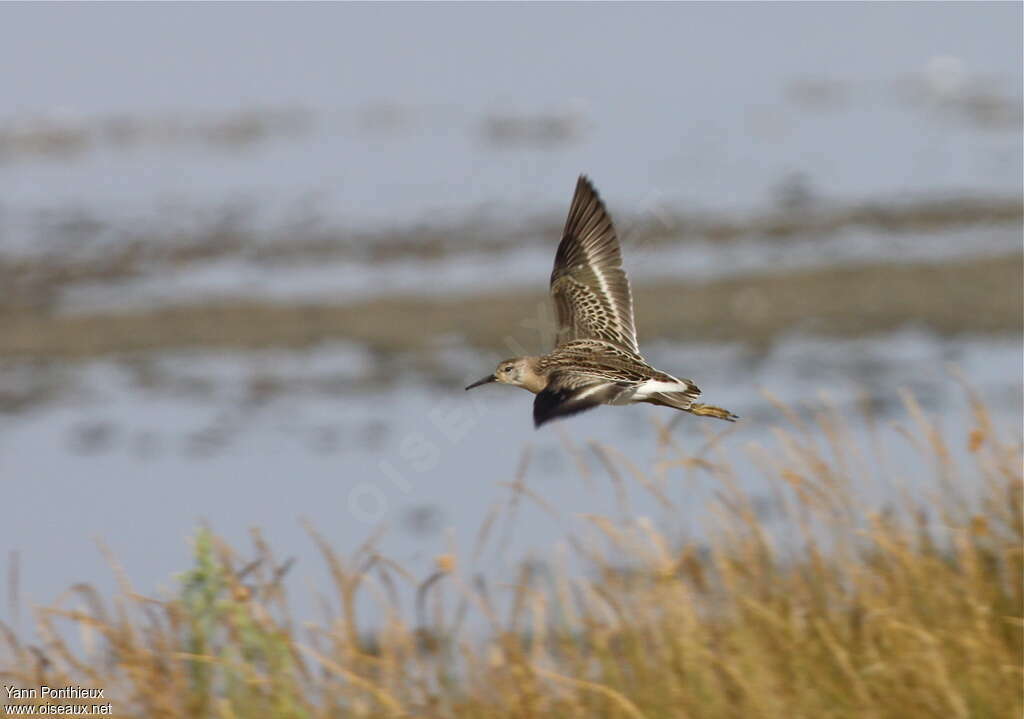 Ruffjuvenile, Flight