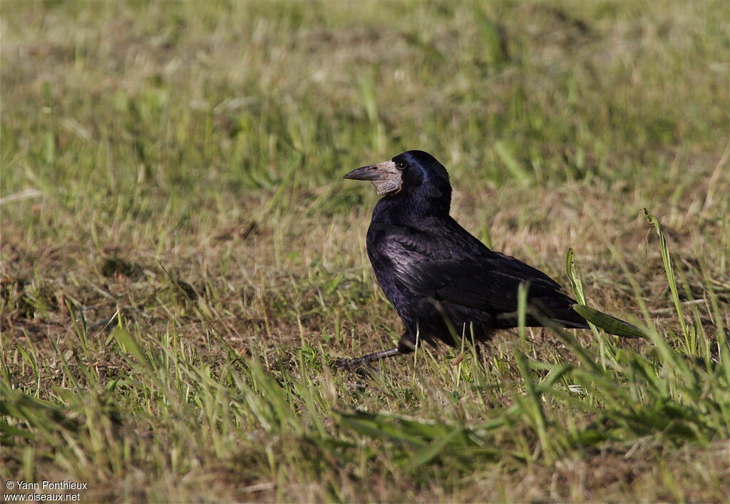 Corbeau freuxadulte