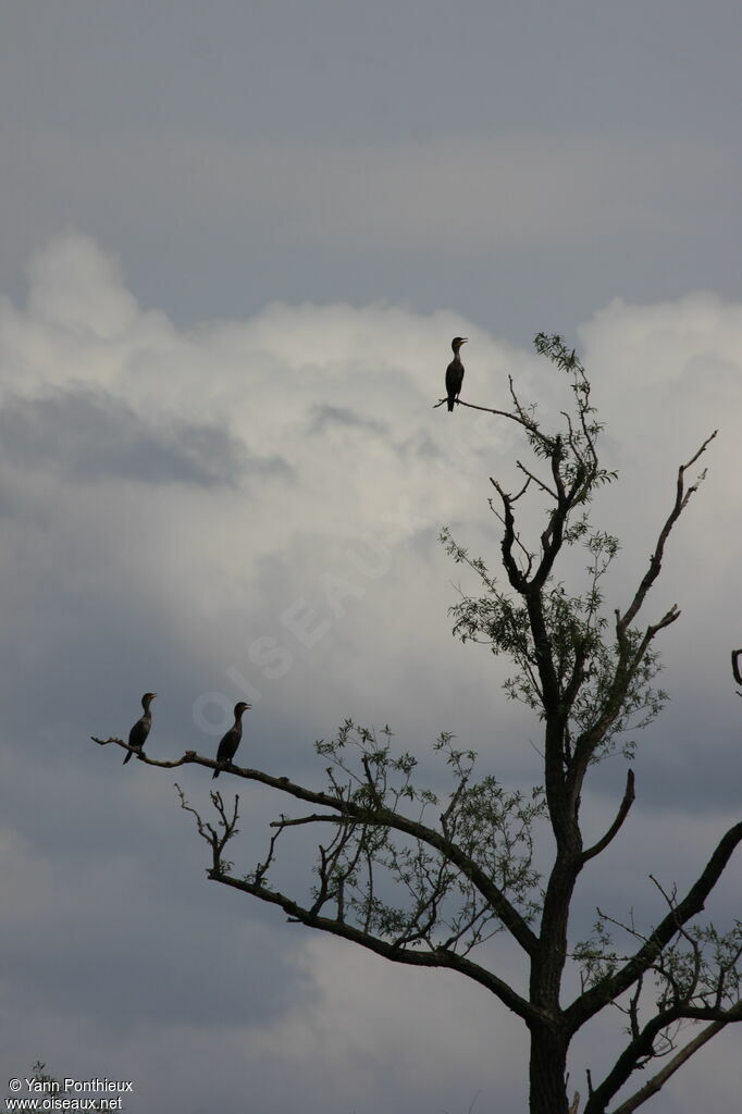 Cormoran à aigrettes