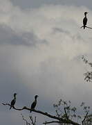 Double-crested Cormorant