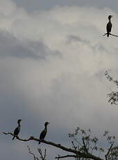 Cormoran à aigrettes