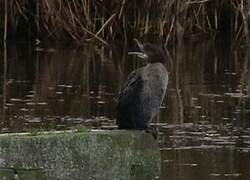 Pygmy Cormorant