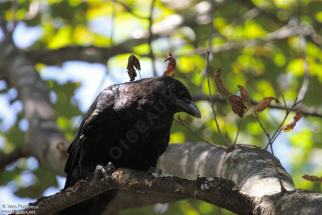 American Crow