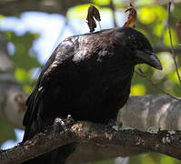 American Crow