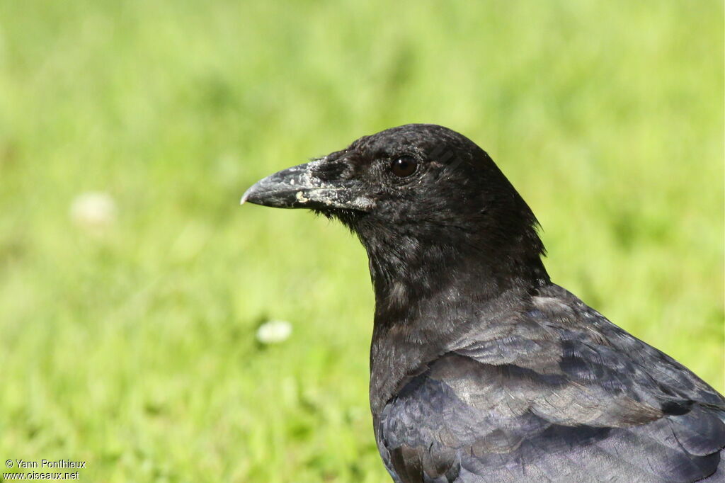 American Crow