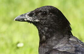 American Crow