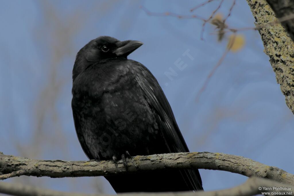 American Crow