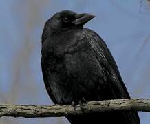 American Crow