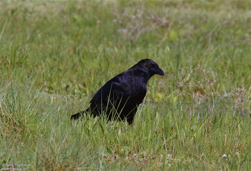 Carrion Crow