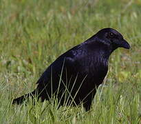 Carrion Crow