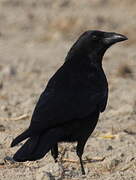 Carrion Crow