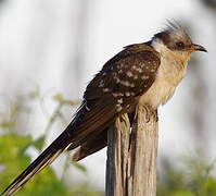 Great Spotted Cuckoo