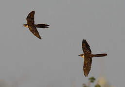 Great Spotted Cuckoo