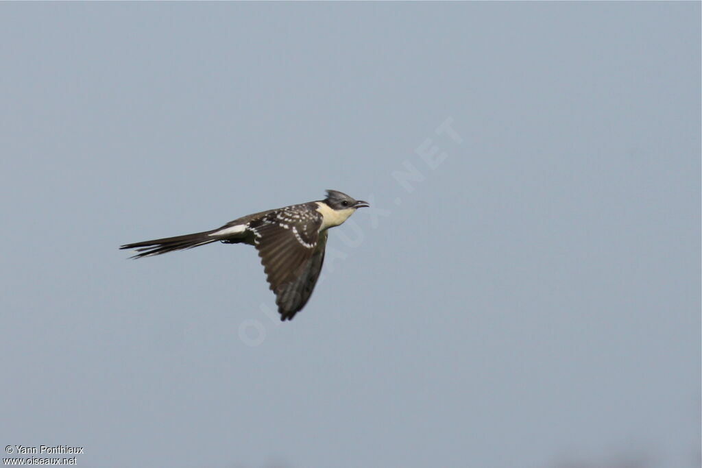 Great Spotted Cuckooadult breeding