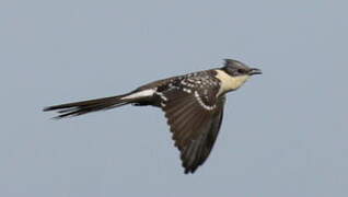 Great Spotted Cuckoo