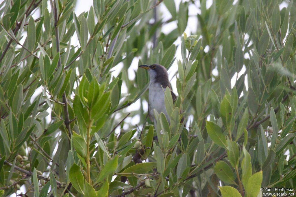 Yellow-billed Cuckoo