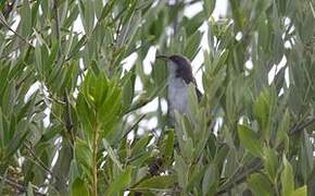 Yellow-billed Cuckoo