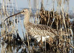 Eurasian Curlew