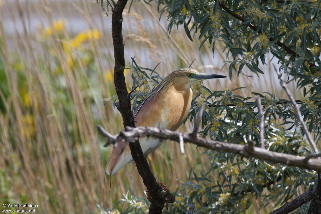 Squacco Heronadult breeding