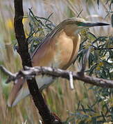 Squacco Heron