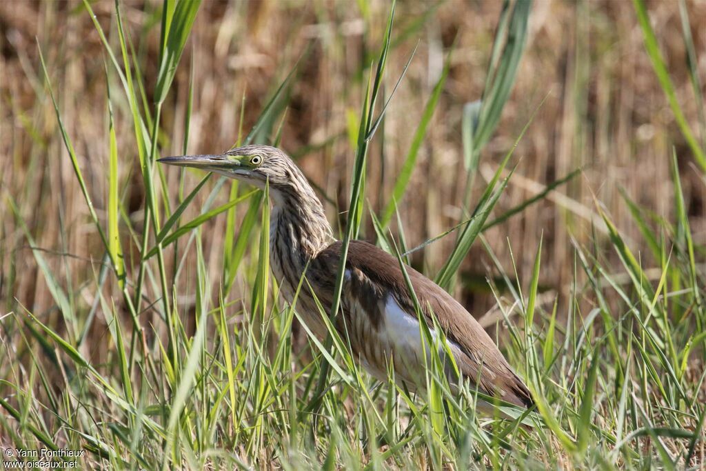 Squacco Heron