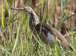 Squacco Heron