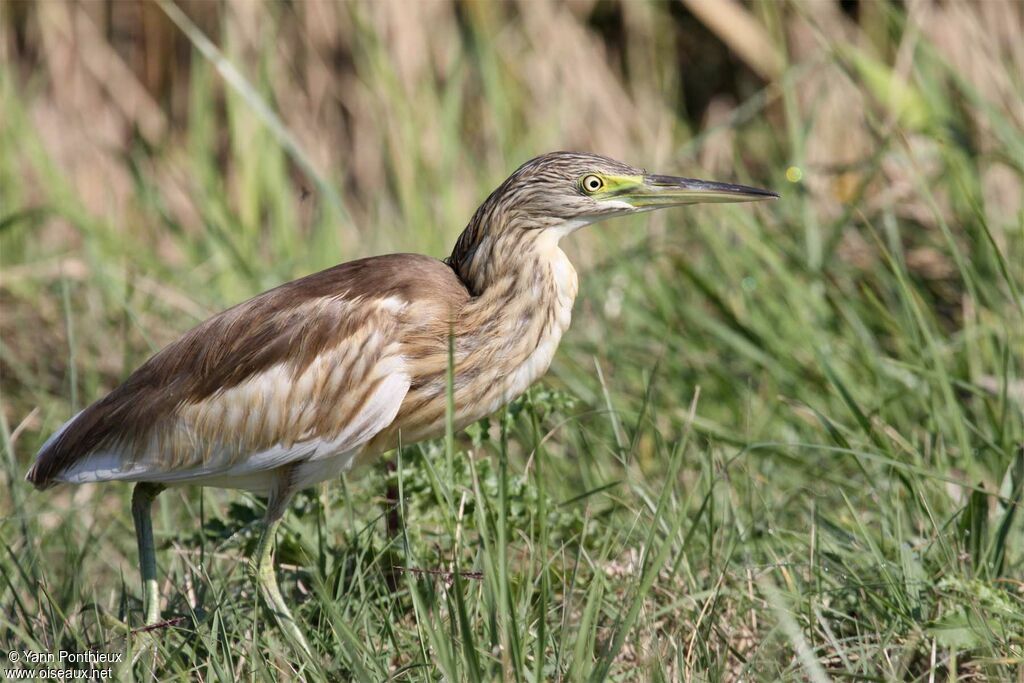 Crabier chevelu