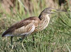 Squacco Heron